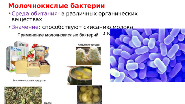 Молочнокислые бактерии Среда обитания- в различных органических веществах Значение: способствуют скисанию молока, квашению овощей, силосованию кормов 