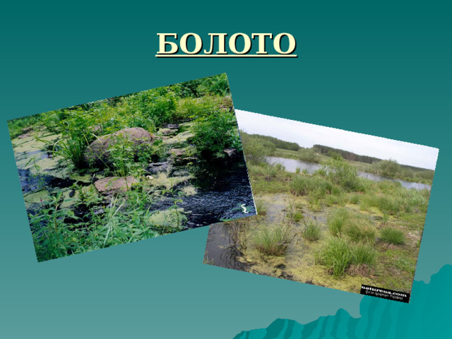 БОЛОТО 