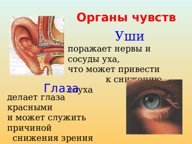 Органы чувств  Уши поражает нервы и сосуды уха, что может привести к снижению слуха Глаза делает глаза  красными  и может служить причиной  снижения зрения 