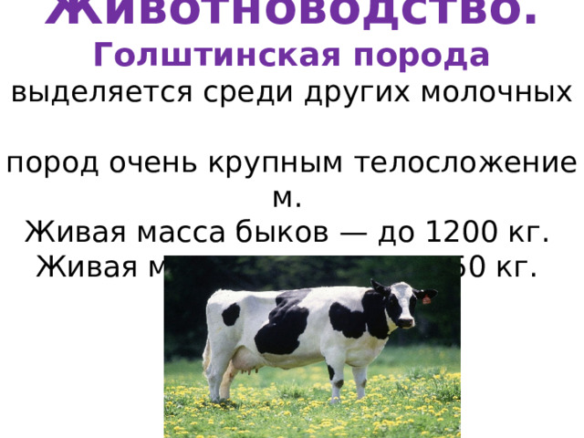   Животноводство.  Голштинская порода выделяется среди других молочных   пород очень крупным телосложением.   Живая масса быков — до 1200 кг.  Живая масса коров — до 750 кг.  