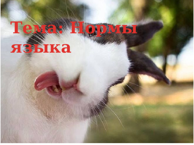 Тема: Нормы языка 