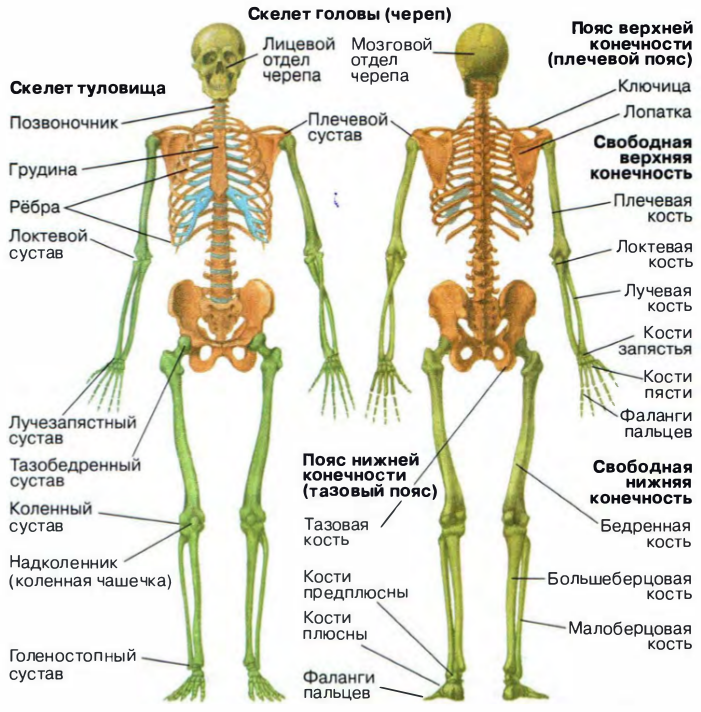 Опорно двигательная система нижних конечностей. Строение скелета человека схема. Строение скелета человека с названиями костей. Общий план строения скелета человека. Строение скелета человека костей биология.
