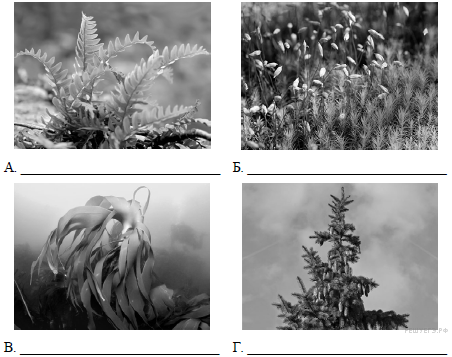 Рассмотрите фотографии с изображением различных объектов живой природы впр 7 класс биология ответы