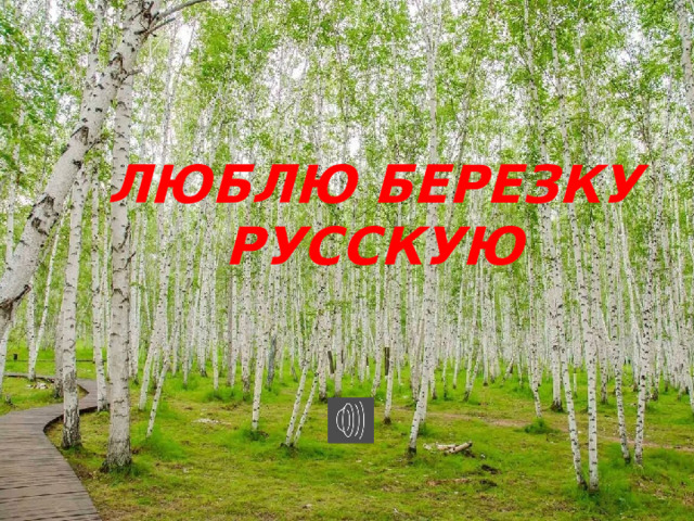 Люблю березку русскую проект