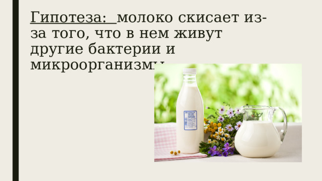 Гипотеза: молоко скисает из-за того, что в нем живут другие бактерии и микроорганизмы. 
