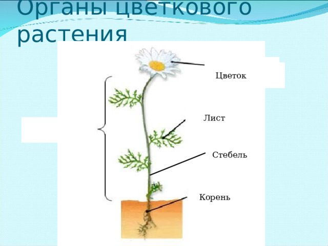 Тесты органы цветковых растений