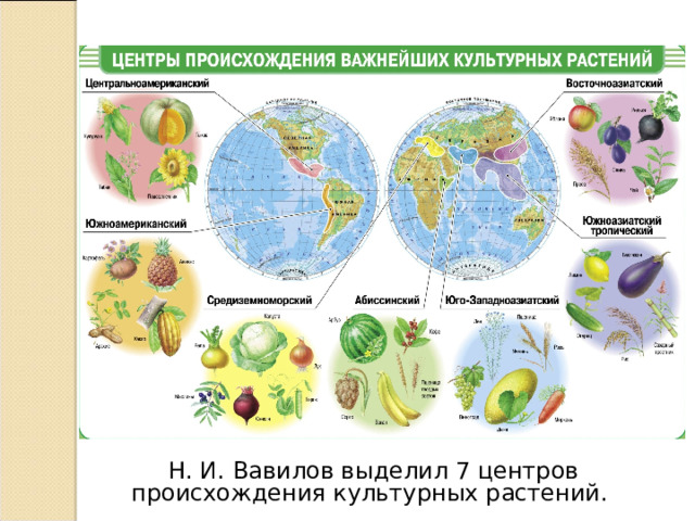 Н. И. Вавилов выделил 7 центров происхождения культурных растений. 