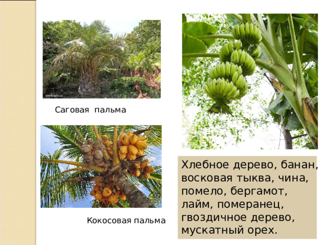 Саговая пальма Хлебное дерево, банан, восковая тыква, чина, помело, бергамот, лайм, померанец, гвоздичное дерево, мускатный орех. Кокосовая пальма 