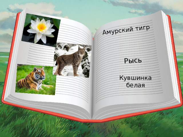 Амурский тигр Рысь Кувшинка белая 