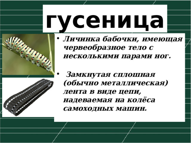 гусеница Личинка бабочки, имеющая червеобразное тело с несколькими парами ног.    Замкнутая сплошная (обычно металлическая) лента в виде цепи, надеваемая на колёса самоходных машин. 