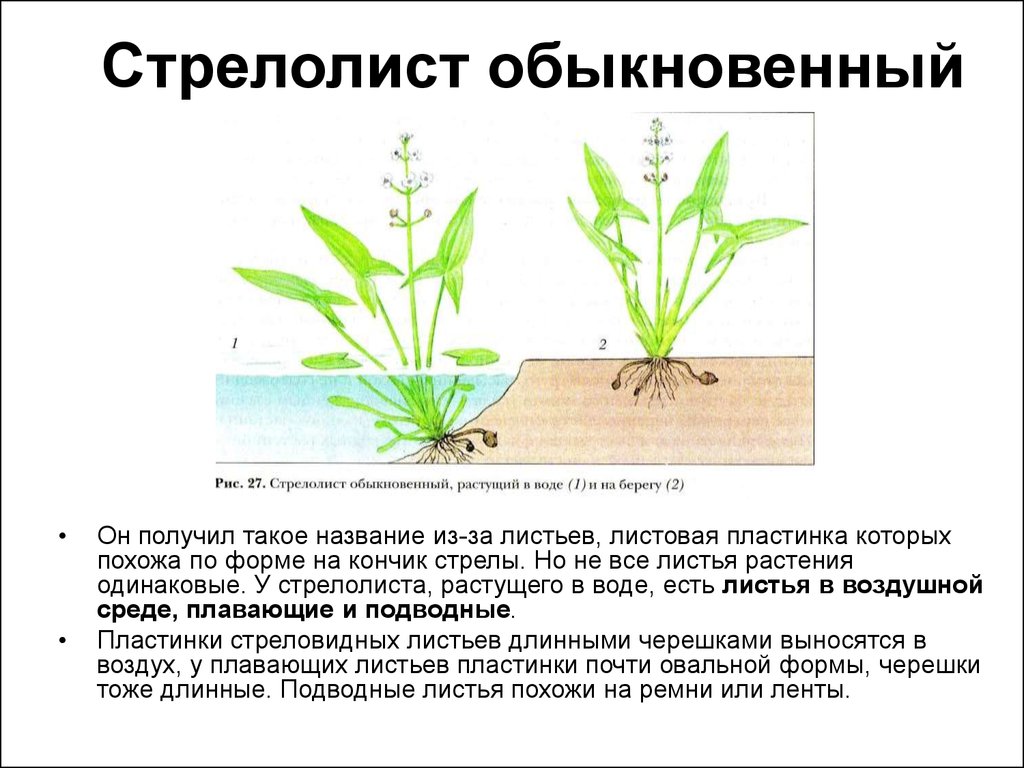 Практическая работа по теме: «Приспособления организмов к действию света и  влажности»