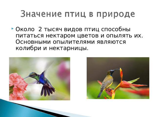 Около 2 тысяч видов птиц способны питаться нектаром цветов и опылять их. Основными опылителями являются колибри и нектарницы. 