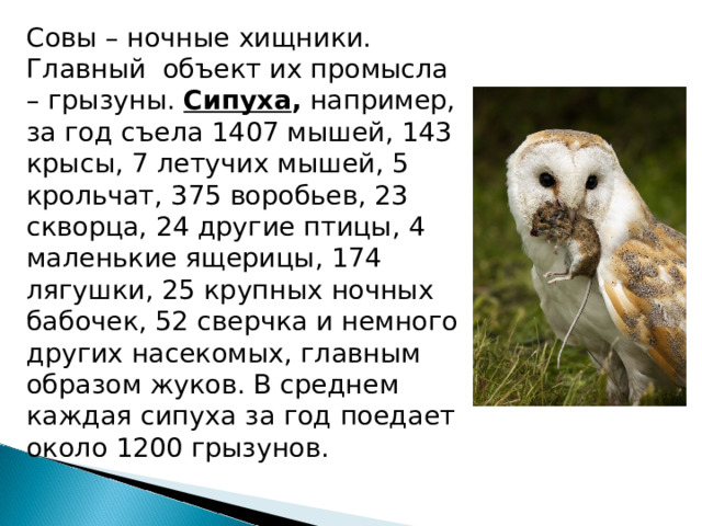 Совы – ночные хищники. Главный объект их промысла – грызуны.  Сипуха , например, за год съела 1407 мышей, 143 крысы, 7 летучих мышей, 5 крольчат, 375 воробьев, 23 скворца, 24 другие птицы, 4 маленькие ящерицы, 174 лягушки, 25 крупных ночных бабочек, 52 сверчка и немного других насекомых, главным образом жуков. В среднем каждая сипуха за год поедает около 1200 грызунов. 