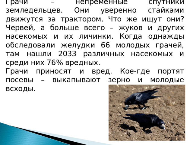 Грачи  – непременные спутники земледельцев. Они уверенно стайками движутся за трактором. Что же ищут они? Червей, а больше всего – жуков и других насекомых и их личинки. Когда однажды обследовали желудки 66 молодых грачей, там нашли 2033 различных насекомых и среди них 76% вредных. Грачи приносят и вред. Кое-где портят посевы – выкапывают зерно и молодые всходы. 