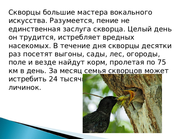 Скворцы большие мастера вокального искусства. Разумеется, пение не единственная заслуга скворца. Целый день он трудится, истребляет вредных насекомых. В течение дня скворцы десятки раз посетят выгоны, сады, лес, огороды, поле и везде найдут корм, пролетая по 75 км в день. За месяц семья скворцов может истребить 24 тысячи насекомых и их личинок. 