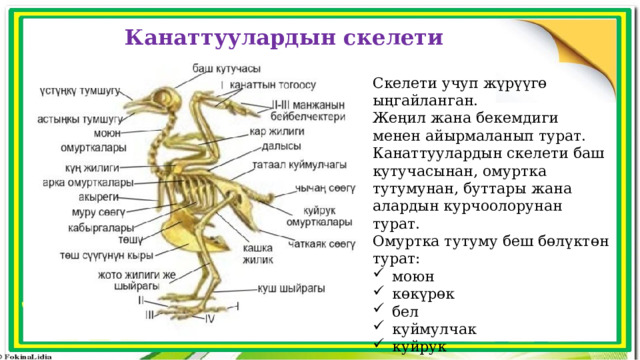 Канаттуулардын скелети Скелети учуп жүрүүгө ыңгайланган. Жеңил жана бекемдиги менен айырмаланып турат. Канаттуулардын скелети баш кутучасынан, омуртка тутумунан, буттары жана алардын курчоолорунан турат. Омуртка тутуму беш бөлүктөн турат:  моюн  көкүрөк  бел  куймулчак  куйрук 