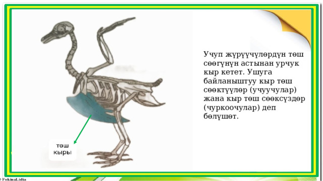 Учуп жүрүүчүлөрдүн төш сөөгүнүн астынан урчук кыр кетет. Ушуга байланыштуу кыр төш сөөктүүлөр (учуучулар) жана кыр төш сөөксүздөр (чуркоочулар) деп бөлүшөт. 