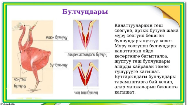 Булчуңдары Канаттуулардын төш сөөгүнө, арткы бутуна жана мүрү сөөгүнө бекиген булчуңдары күчтүү келет. Мүрү сөөгүнүн булчуңдары канаттарын өйдө көтөргөнгө багытталса, жуптуу төш булчуңдары аларды кайрадан төмөн түшүрүүгө катышат. Буттарындагы булчуңдары тарамыштарга бай келип, алар манжаларын бүккөнгө катышат. 