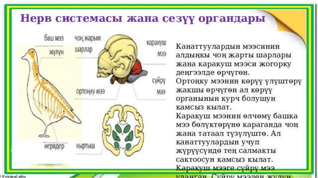 Нерв системасы жана сезүү органдары Канаттуулардын мээсинин алдыңкы чоң жарты шарлары жана каракуш мээси жогорку деңгээлде өрчүгөн. Ортоңку мээнин көрүү үлүштөрү жакшы өрчүгөн ал көрүү органынын курч болушун камсыз кылат. Каракуш мээнин өлчөмү башка мээ бөлүктөрүнө караганда чоң жана татаал түзүлүштө. Ал канаттуулардын учуп жүрүүсүндө тең салмакты сактоосун камсыз кылат. Каракуш мээге сүйрү мээ уланган. Сүйрү мээден жүлүн кетет. 