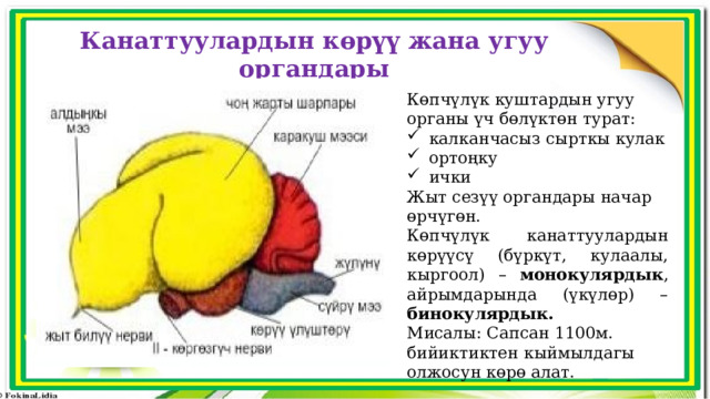 Канаттуулардын көрүү жана угуу органдары Көпчүлүк куштардын угуу органы үч бөлүктөн турат:  калканчасыз сырткы кулак  ортоңку  ички Жыт сезүү органдары начар өрчүгөн. Көпчүлүк канаттуулардын көрүүсү (бүркүт, кулаалы, кыргоол) – монокулярдык , айрымдарында (үкүлөр) – бинокулярдык. Мисалы: Сапсан 1100м. бийиктиктен кыймылдагы олжосун көрө алат. 