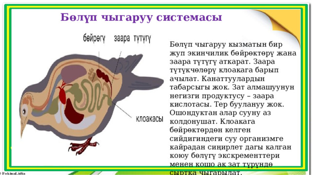 Бөлүп чыгаруу системасы Бөлүп чыгаруу кызматын бир жуп экинчилик бөйрөктөрү жана заара түтүгү аткарат. Заара түтүкчөлөрү клоакага барып ачылат. Канаттуулардын табарсыгы жок. Зат алмашуунун негизги продуктусу – заара кислотасы. Тер буулануу жок. Ошондуктан алар сууну аз колдонушат. Клоакага бөйрөктөрдөн келген сийдигиндеги суу организмге кайрадан сиңирлет дагы калган коюу бөлүгү экскременттери менен кошо ак зат түрүндө сыртка чыгарылат. 