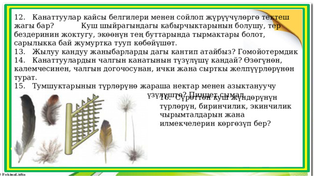 12. Канаттуулар кайсы белгилери менен сойлоп жүрүүчүлөргө тектеш жагы бар? Куш шыйрагындагы кабырчыктарынын болушу, тер бездеринин жоктугу, экөөнүн тең буттарында тырмактары болот, сарылыкка бай жумуртка тууп көбөйүшөт. 13. Жылуу кандуу жаныбарларды дагы кантип атайбыз? Гомойотермдик 14. Канаттуулардын чалгын канатынын түзүлүшү кандай? Өзөгүнөн, калемчесинен, чалгын догочосунан, ички жана сырткы желпүүрлөрүнөн турат. 15. Тумшуктарынын түрлөрүнө жараша нектар менен азыктануучу канаттуулардын тумшугу кандай түзүлүштө? Пинцет сымал 16. Сүрөттөн куш жүндөрүнүн түрлөрүн, биринчилик, экинчилик чырымталдарын жана илмекчелерин көргөзүп бер? 