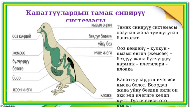 Канаттуулардын тамак сиңирүү системасы Тамак сиңирүү системасы оозунан жана тумшугунан башталат. Ооз көңдөйү – кулкун - кызыл өңгөч (жемсөө) – бездүү жана булчуңдуу карыны – ичегилери – клоака Канаттуулардын ичегиси кыска болот. Боордун жана уйку бездин зили он эки эли ичегиге келип куят. Түз ичегиси өтө кыска.  