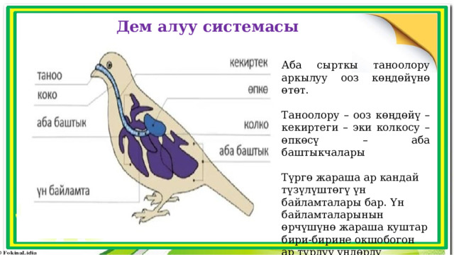 Дем алуу системасы Аба сырткы таноолору аркылуу ооз көңдөйүнө өтөт. Таноолору – ооз көңдөйү – кекиртеги – эки колкосу – өпкөсү – аба баштыкчалары Түргө жараша ар кандай түзүлүштөгү үн байламталары бар. Үн байламталарынын өрчүшүнө жараша куштар бири-бирине окшобогон ар түрдүү үндөрдү чыгарып сайрашат. 