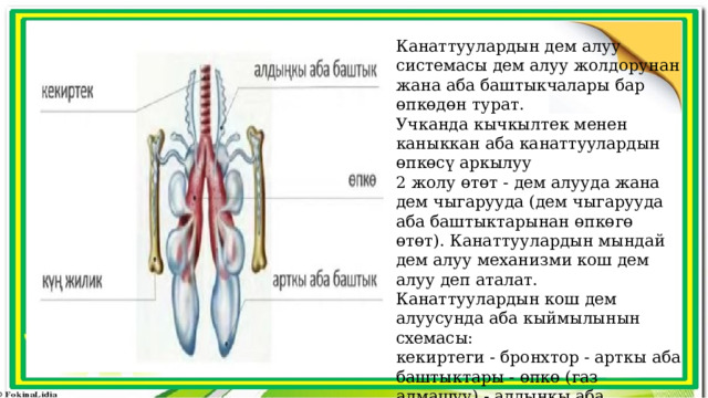 Канаттуулардын дем алуу системасы дем алуу жолдорунан жана аба баштыкчалары бар өпкөдөн турат. Учканда кычкылтек менен каныккан аба канаттуулардын өпкөсү аркылуу 2 жолу өтөт - дем алууда жана дем чыгарууда (дем чыгарууда аба баштыктарынан өпкөгө өтөт). Канаттуулардын мындай дем алуу механизми кош дем алуу деп аталат. Канаттуулардын кош дем алуусунда аба кыймылынын схемасы: кекиртеги - бронхтор - арткы аба баштыктары - өпкө (газ алмашуу) - алдыңкы аба баштыкчалары - кекиртеги - аба чыгуучу. 