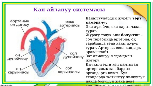 Кан айлануу системасы Канаттуулардын жүрөгү төрт камералуу . Эки дүлөйчө, эки карынчадан турат. Жүрөгү толук эки бөлүктөн – сол тарабында артерия, оң тарабында вена каны жүрүп турат. Артерия, вена кандары аралашпайт. Зат алмашуу ылдамдыгы жогору. Кычкылтекти көп камтыган артериялык кан бардык органдарга келет. Бул ткандарда жетиштүү жылуулук пайда болушун жана дене температурасынын туруктуу сакталышын камсыздайт. Ошондуктан канаттуулар жылуу кандуу жаныбарлар. 