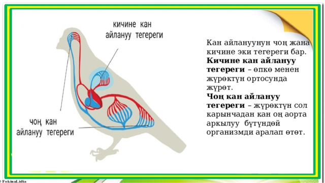Кан айлануунун чоң жана кичине эки тегереги бар. Кичине кан айлануу тегереги – өпкө менен жүрөктүн ортосунда жүрөт. Чоң кан айлануу тегереги – жүрөктүн сол карынчадан кан оң аорта аркылуу бүтүндөй организмди аралап өтөт. 