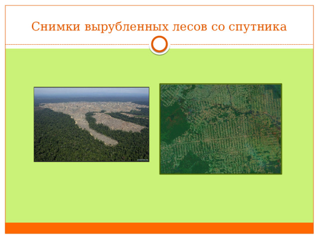 Снимки вырубленных лесов со спутника 