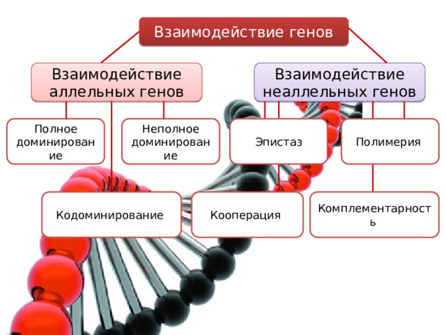 Взаимодействие генов Взаимодействие аллельных генов Взаимодействие неаллельных генов Неполное Полимерия Полное Эпистаз доминирование доминирование Комплементарность Кодоминирование Кооперация 