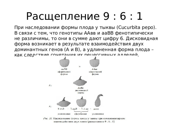 Расщепление 9 : 6 : 1  При наследовании формы плода у тыквы (Cucurbita pepo). В связи с тем, что генотипы ААвв и ааВВ фенотипически не различимы, то они в сумме дают цифру 6. Дисковидная форма возникает в результате взаимодействия двух доминантных генов (А и В), а удлиненная форма плода – как следствие сочетания их рецессивных аллелей. 