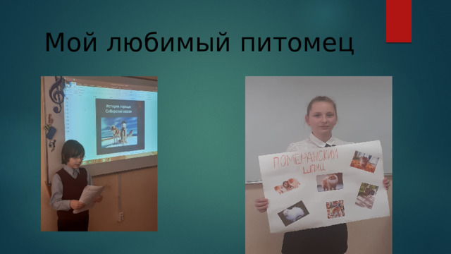 Мой любимый питомец 