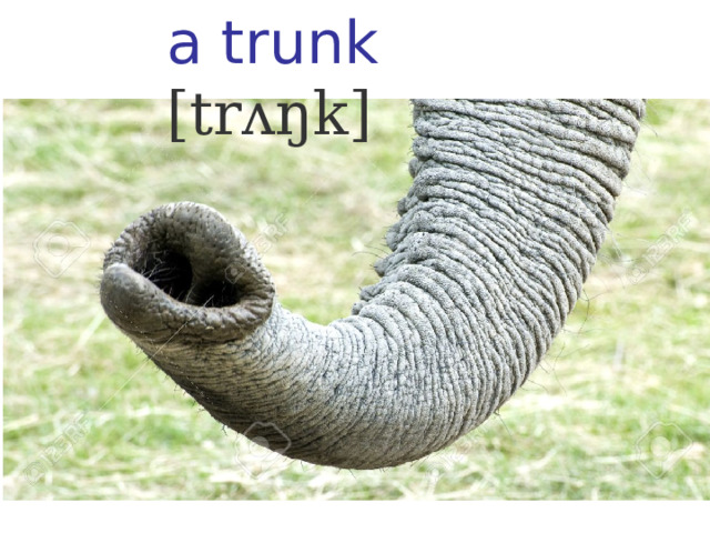 a trunk [trʌŋk] 