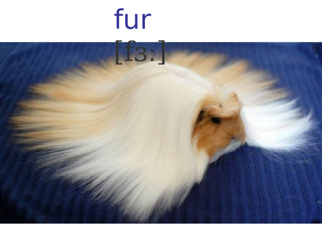 fur [fɜː]  