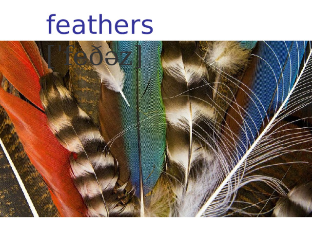 feathers [ˈfeðəz] 