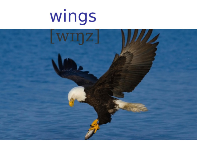 wings [wɪŋz] 