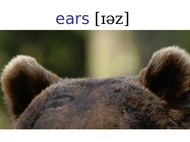 ears [ɪəz] 