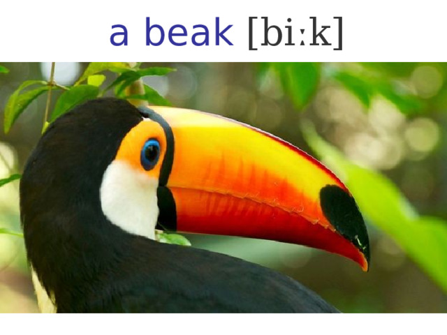 a beak [biːk] 