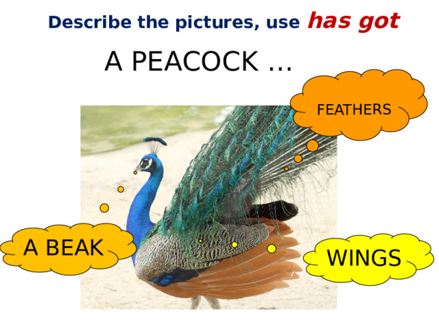 Describe the pictures, use has got A PEACOCK … FEATHERS A BEAK WINGS 