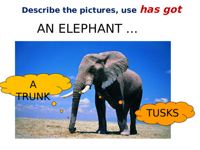 Describe the pictures, use has got AN ELEPHANT … A TRUNK TUSKS 