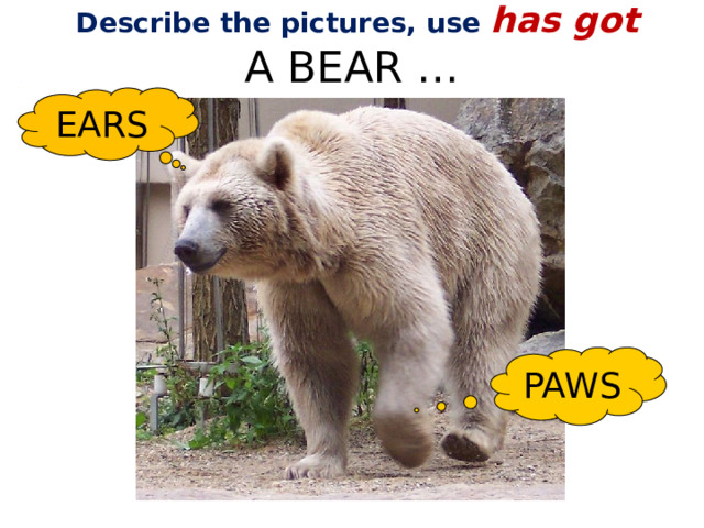 Describe the pictures, use has got A BEAR … EARS PAWS 