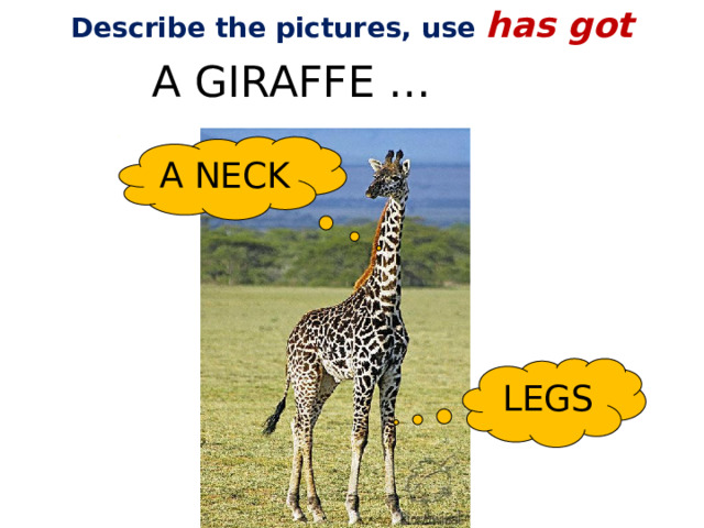 Describe the pictures, use has got A GIRAFFE … A NECK LEGS 