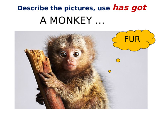 Describe the pictures, use has got A MONKEY … FUR 