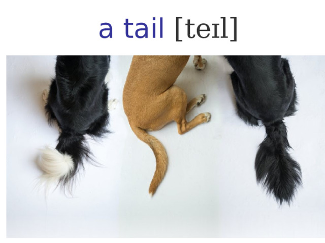 a tail [teɪl] 