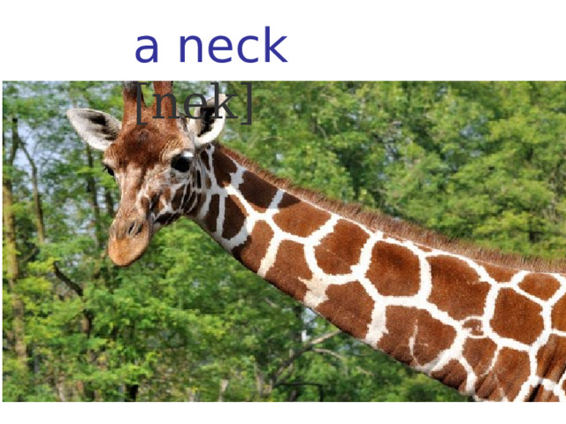a neck [nek] 