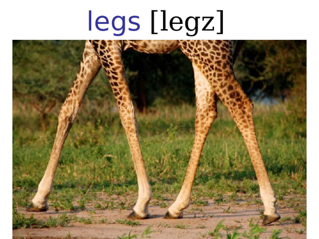 legs [legz] 