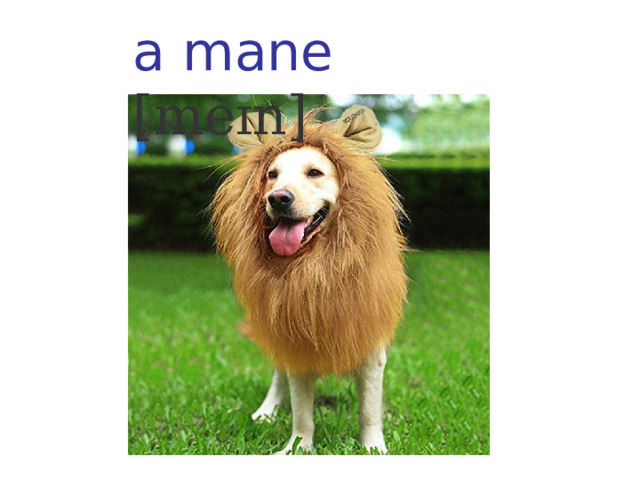 a mane [meɪn] 